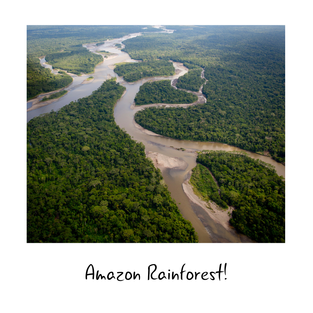 The Amazon Rainforest Letter